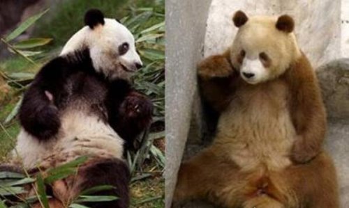 世界上最罕见的大熊猫 白色大熊猫(浑身全白/眼睛是红色)