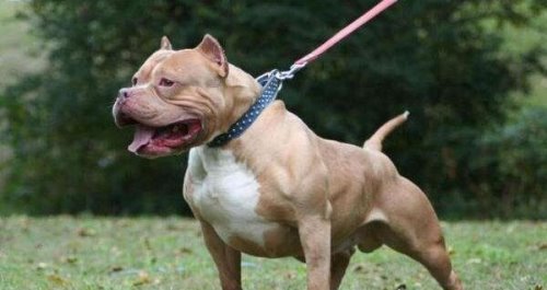 世界上最凶的狗第一名 世界第一猛犬（比特犬）