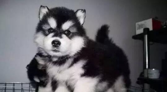 可爱憨厚的雪橇三傻 时不时的犯傻让人生气又好笑