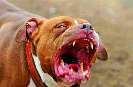 加纳利犬和比特犬谁厉害 打架比特厉害(加纳利犬杀人厉害)