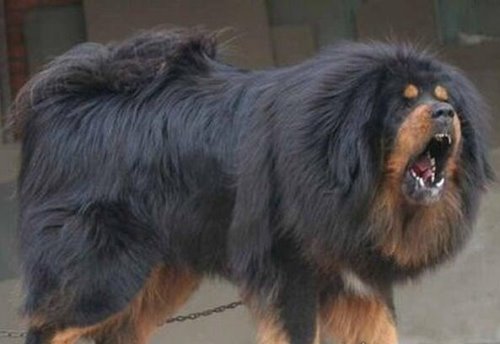 世界十大猛犬排名 比特犬是当之无愧的第一(比狮虎豹还凶残)