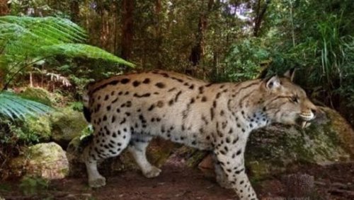 远古恐猫是人类祖先天敌 对南方古猿有致命的危险