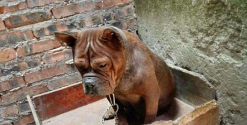 号称中国比特犬的川东猎犬 十分忠诚战斗力强大