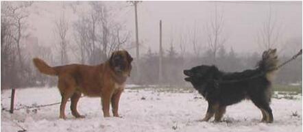 高加索犬vs藏獒综合评价 高加索犬完虐藏獒