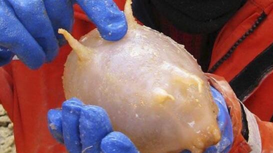 世界上最脆弱的海洋生物 圆滚滚海猪一戳就破