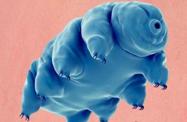 世界上生命力最顽强的生物 水熊虫能在任何环境中存活