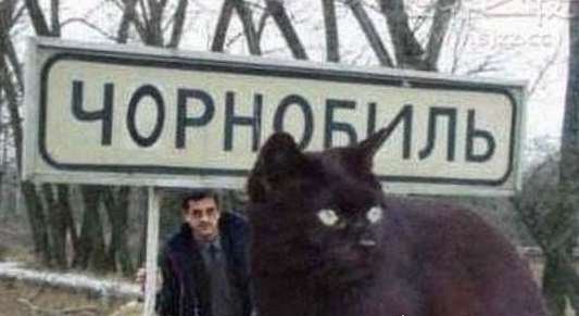 世界上最大的猫能有多大 726斤巨猫Angie现身乌克兰
