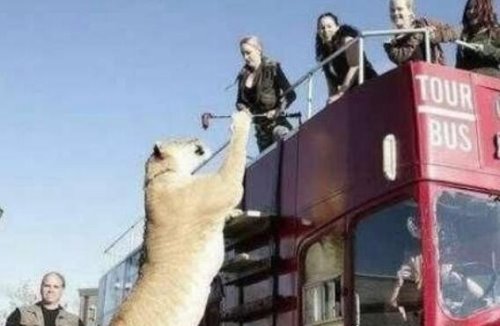 世界上最大的猫科动物 狮子和老虎杂交产物狮虎兽(体积是老虎两倍)