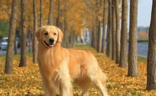 世界十大忠诚的狗排名 看看你的爱犬有没有上榜