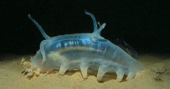 世界上最脆弱的海洋生物 圆滚滚海猪一戳就破