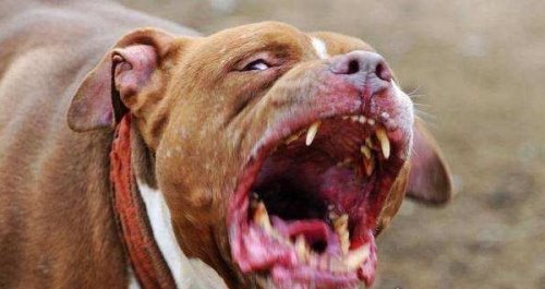 世界上最凶的狗第一名 世界第一猛犬（比特犬）