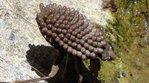 超恶心昆虫田鳖 竟能让人的肌肉溶化造成永久伤害