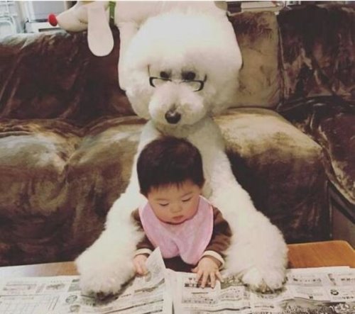 巨型贵宾犬售价高达600万 巨贵犬就是有贵的资本