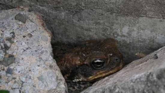 在人脑中繁殖的恐怖生物蠼螋 竟然能够帮忙清除蟑螂