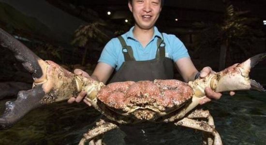 世界上最大的蟹排名 帝王蟹仅排第三最大的杀人蟹长4.2米(你敢吃吗)