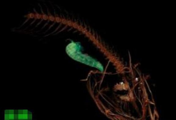 世界上最顽强的动物 生活在马里亚纳海沟8178米的狮子鱼