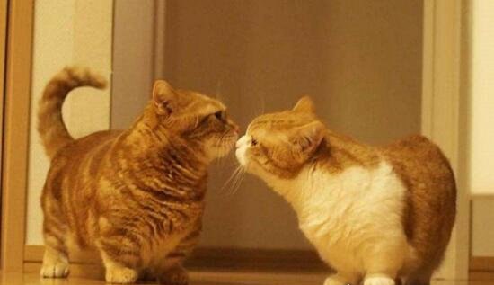 短腿猫就是曼赤肯猫 猫界小柯基/腿短但更灵活