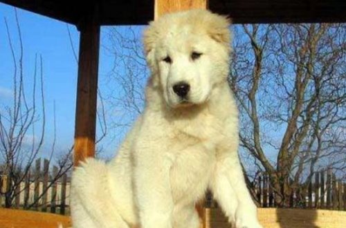 世界十大猛犬排名 比特犬是当之无愧的第一(比狮虎豹还凶残)