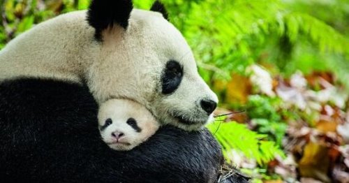 大熊猫为什么是国宝 我国特有且数量稀少(非常的受欢迎)