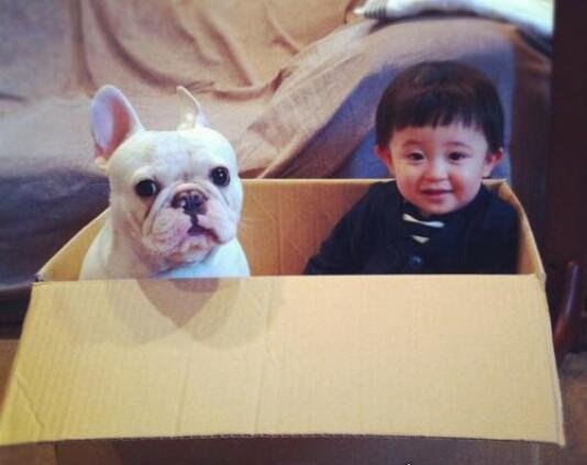 教你如何饲养一只法国斗牛犬 提前做好心理准备面对难题(图片)