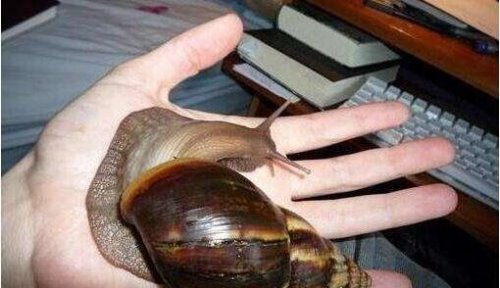 世界上最大的蜗牛 非洲大蜗牛长20cm(牙齿2.5万颗)