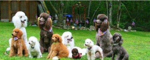 巨型贵宾犬售价高达600万 巨贵犬就是有贵的资本