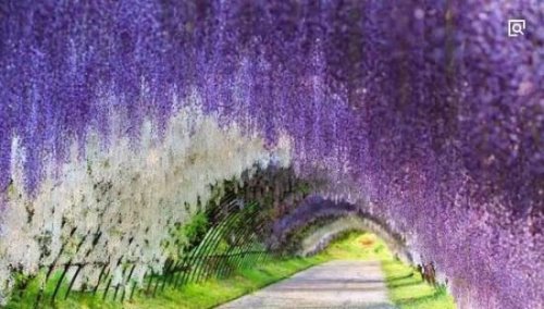 全球十大最美的树隧道 梦幻的天堂之路(人间仙境)