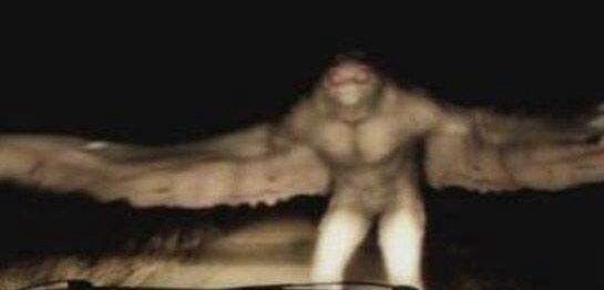 神秘生物鸮人目击事件 揭开鸮人的真实面目