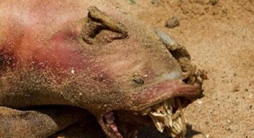 美国纽约曼哈顿怪兽尸体 长着五根脚趾的未知生物