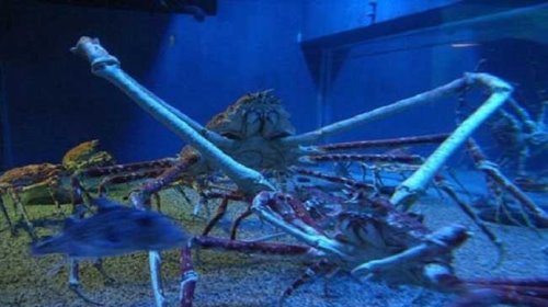世界上最大的蟹排名 帝王蟹仅排第三最大的杀人蟹长4.2米(你敢吃吗)