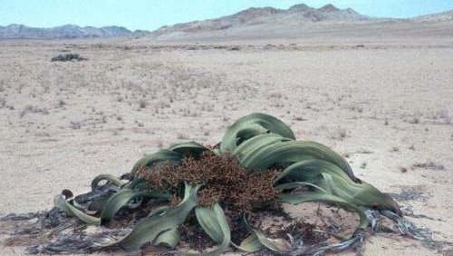 千岁兰能在沙漠中活2000年 远古时期留下的沙漠章鱼