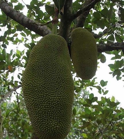 世界上最大的水果 菠萝蜜最重可达120斤(最多结果100个)