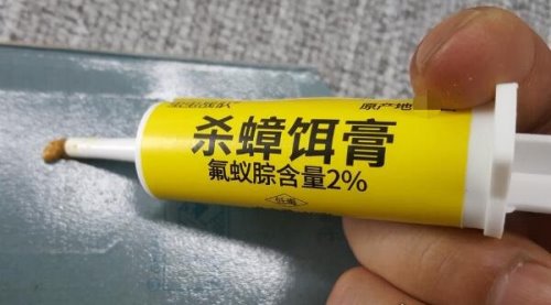 室内最大的蜘蛛 13cm长的白额高脚蛛是蟑螂的天敌