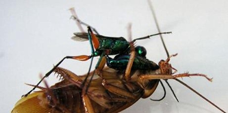绿带彩蚴吸虫 Leucochloridium paradoxum 世界上最离奇的寄生虫盘点