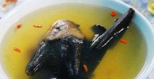 果蝠能传染致命病毒 却被制作成美食售卖