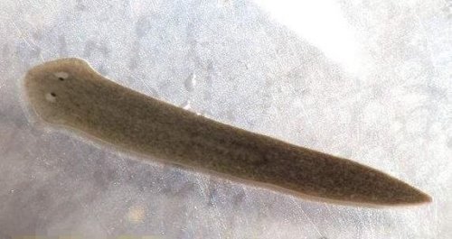 生物界中拥有不死之身的涡虫 成为科学研究的网红代表