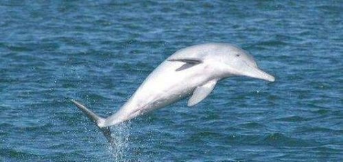 长江白鳍豚灭绝了吗 2007年就已经宣布白鳍豚功能性灭绝了