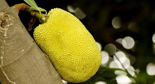 世界上最大的水果 菠萝蜜最重可达120斤(最多结果100个)