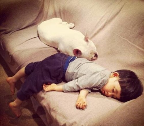 教你如何饲养一只法国斗牛犬 提前做好心理准备面对难题(图片)
