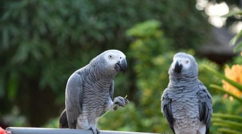世界上最聪明的鹦鹉 非洲灰鹦鹉(会150个单词和加减法)