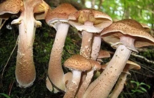 世界上最大的蘑菇 一个活了2400多岁的超大奥氏蜜环菌
