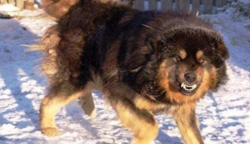 超珍贵猛犬蒙古獒 购买时甚至需要测生辰八字