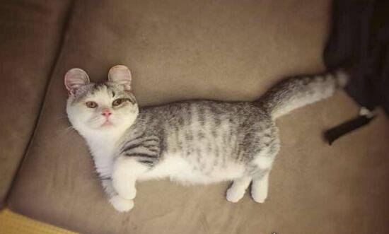 短腿猫就是曼赤肯猫 猫界小柯基/腿短但更灵活