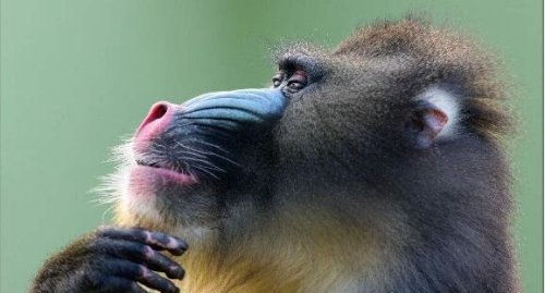 世界上最大的猴科动物 山魈(外形奇特的它们身长能接近80厘米)