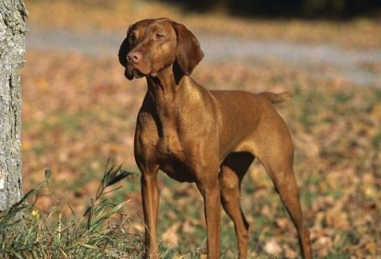世界上速度最快的狗 格力犬最高时速能够达到70多公里