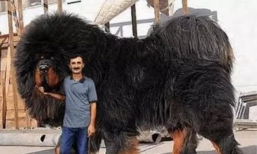 最护主的猛犬藏獒 忠心护主性格刚毅(东方神犬)