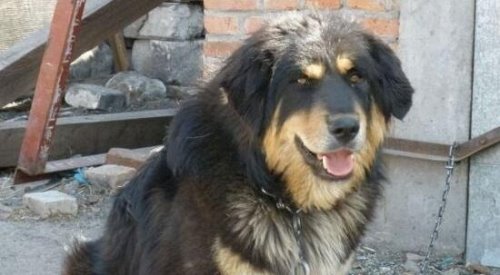 超珍贵猛犬蒙古獒 购买时甚至需要测生辰八字