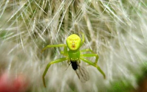 世界上最稀奇的十种生物 笑脸蜘蛛并不会笑(且无毒)