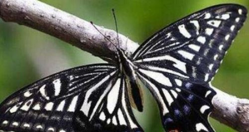 世界上最恐怖的蝴蝶 价值25万美元(鬼美人凤蝶)
