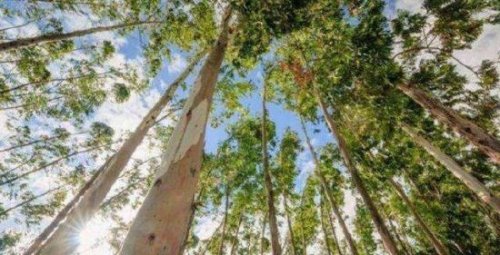 世界上最高的树400米不存在 世界上最高的树156米(高达50层楼)